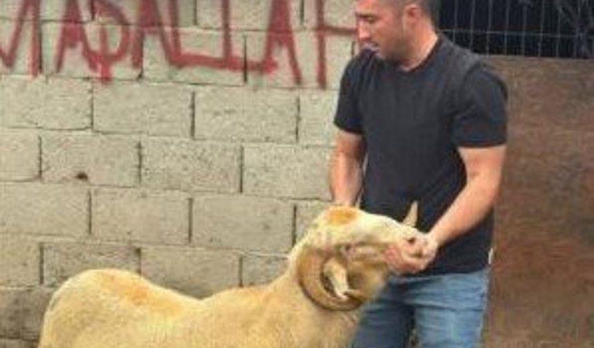 Burhaniye'de kurbanlıklar satışa çıktı