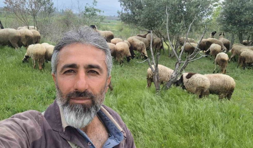 Çeşme sakızı ile Fransız koçunu birleştirdi, verimi katladı