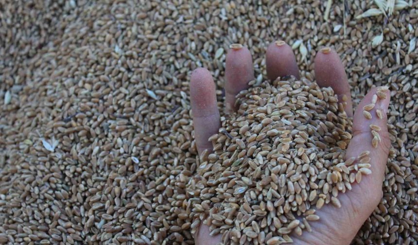 Dünya hububat üretiminde bir ilk gerçekleşecek