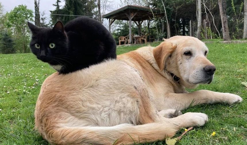 Düzce'de yılın ilk çeyreğinde 531,9 ton ihraç edildi
