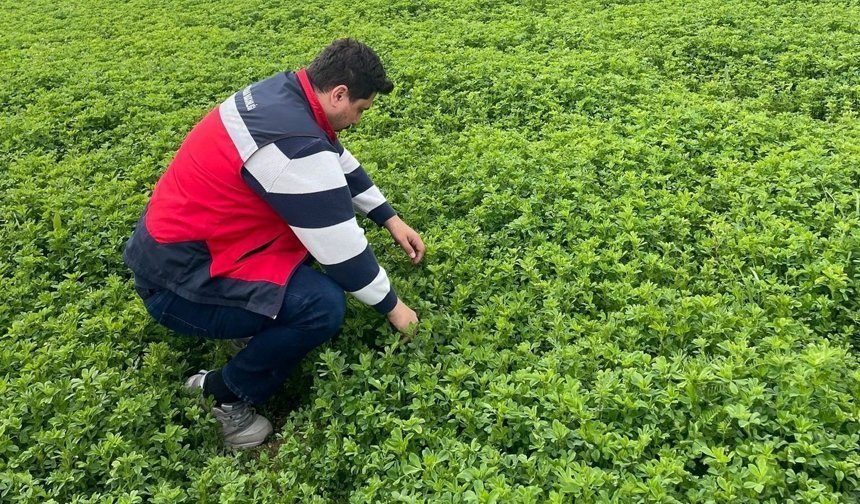 Emet'te yonca üretimine yönelik denetimler devam ediyor