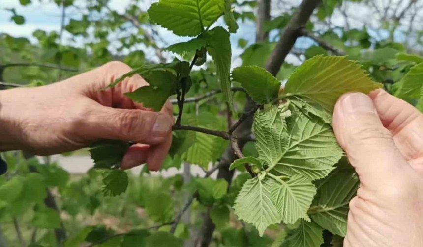 Giresun'da fındıkta don riski yok, üreticiyi kokarca korkutuyor