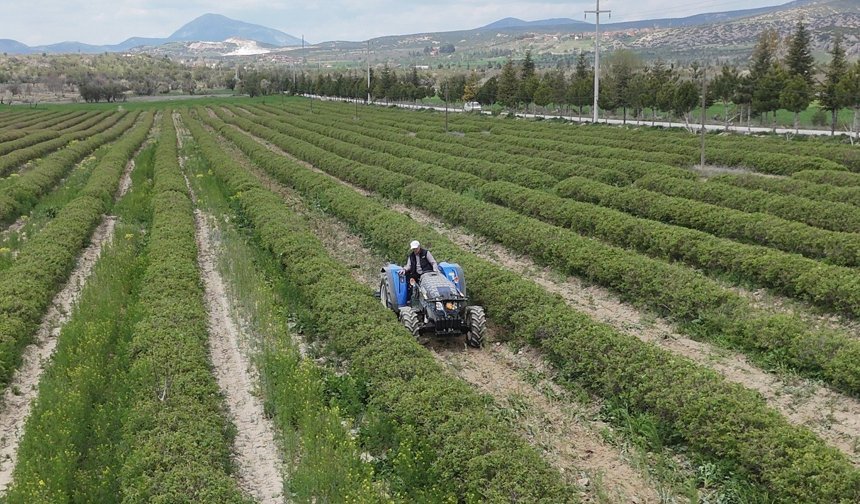 Isparta'da gül hasadı öncesi umutlar arttı: 13 bin ton rekolte bekleniyor