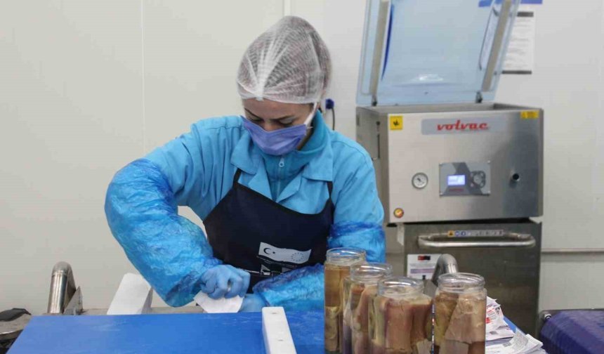 Kadın emeğiyle yükselen değer: Sinop lakerdası markalaşma yolunda