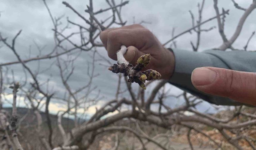 Kar ve yağmur bereketi: Antep fıstığında kuraklık endişesi geçti