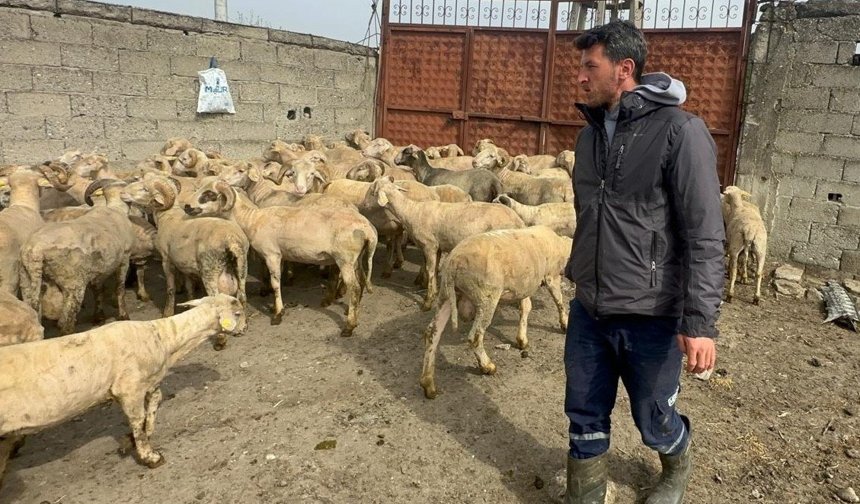 Kurbanlık parasıyla evlenmişti şimdi doğacak bebeği için kullanacak