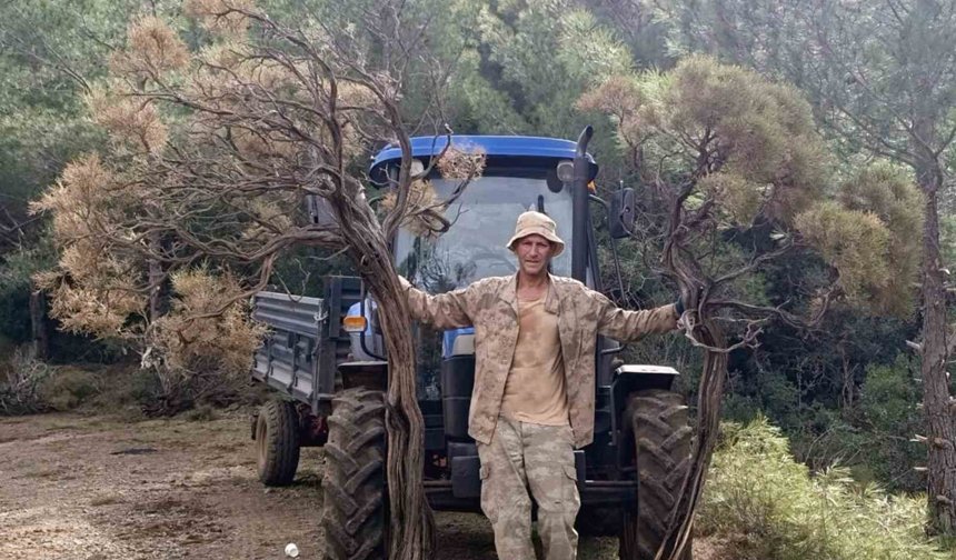 Kuru Geven köylünün gelir kaynağı oldu