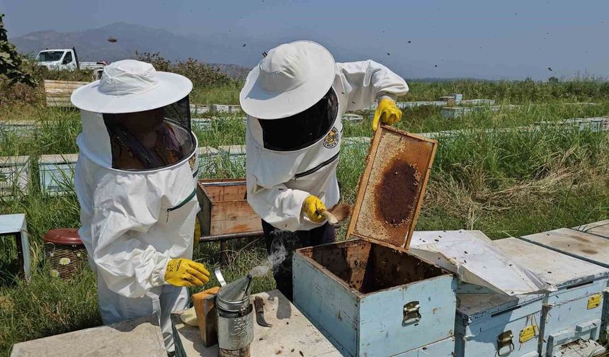 Kuyucak'tan dünyaya kovan ihracatı