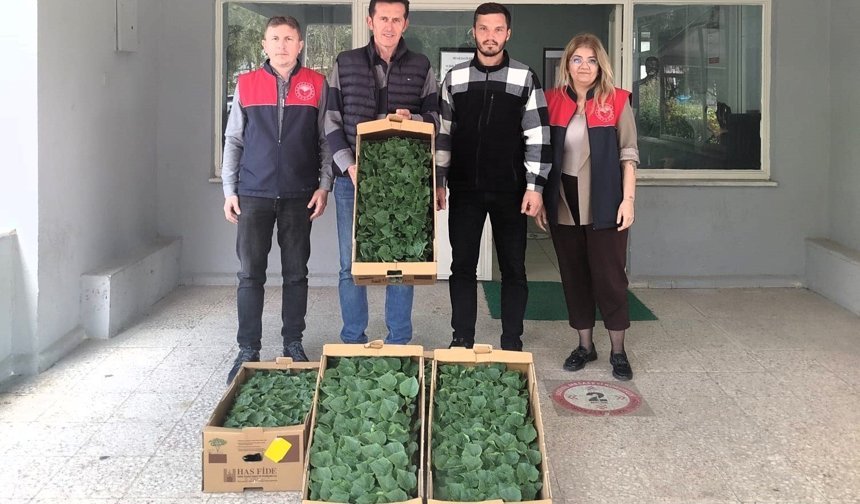 Lüleburgaz'da çiftçiye hıyar fidesi dağıtıldı
