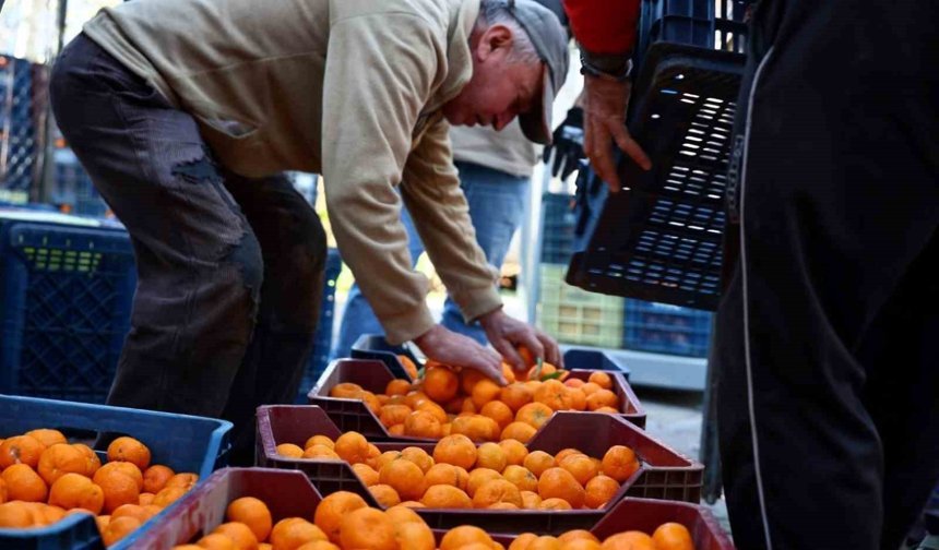 Mandalin üreticisine 5 milyon kazanç