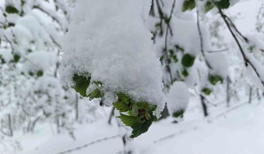 Meteorolojiden Ordu'da zirai don uyarısı