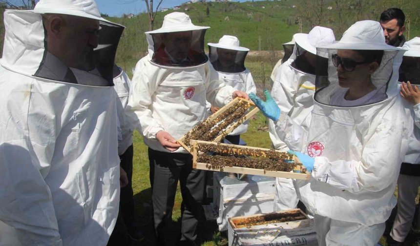 Ordu'da kraliçe arı hamlesi: Arıcılar hem üretecek hem satacak