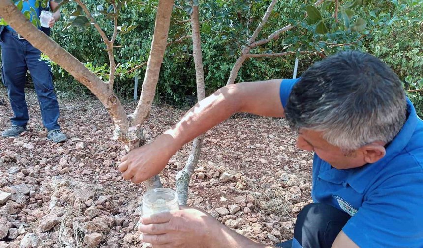 Sakız'dan farklı ürünler üretilmeye başlandı