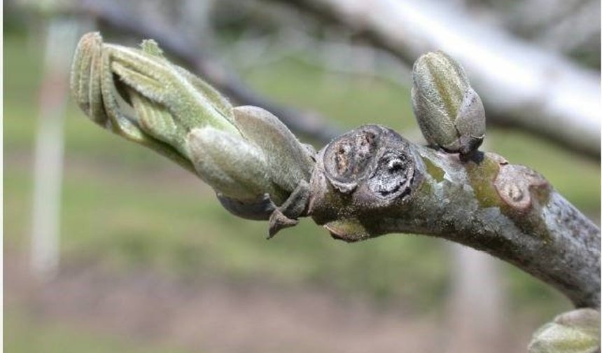 Salihli'de ceviz üreticilerine antraknoz uyarısı