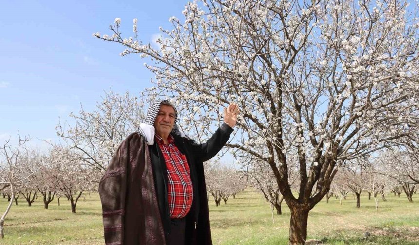 Şanlıurfa badem üretiminde Adıyaman ile yarışıyor