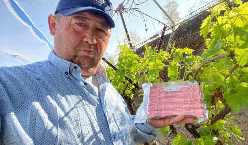 Sarıgöl Ovası'nda üzüm bağlarında 'Fenomen Tel' seferberliği