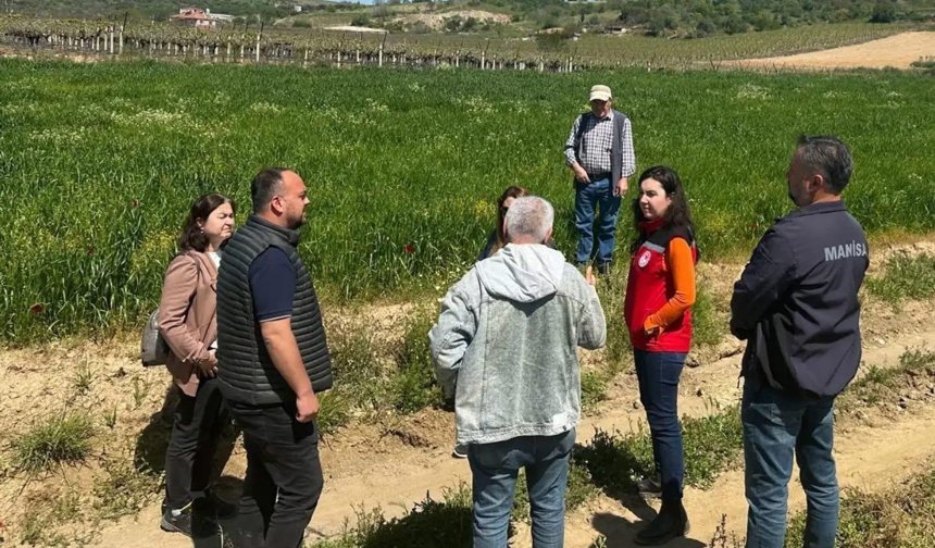 Sarıgöl'de incir hamlesi