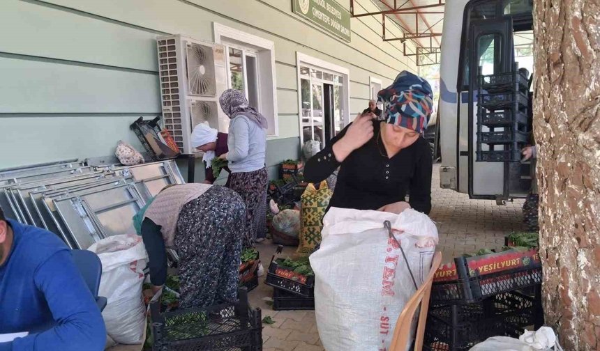 Sarıgöl'de taze bağ yaprağı mesaisi başladı
