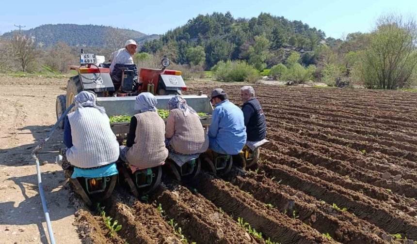 Selendi'de tarım işçisi yevmiyesi 1400 TL oldu