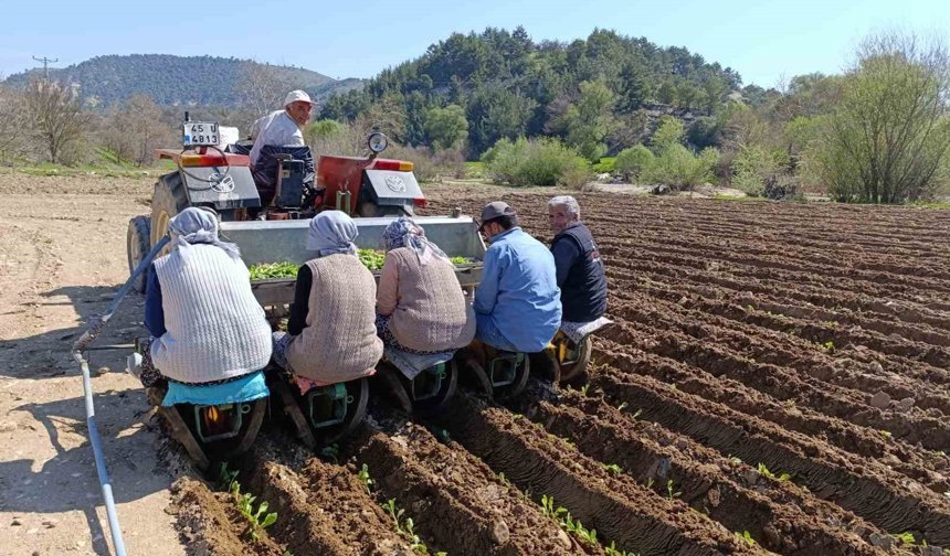 Selendi'de tütün mesaisi başladı
