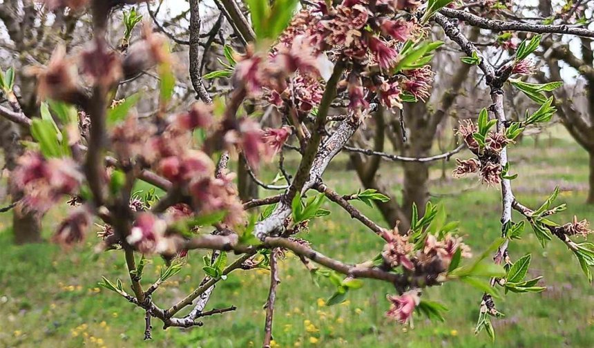 Sultandağı'nda kayısı ve erikleri don vurdu, kiraz kurtuldu