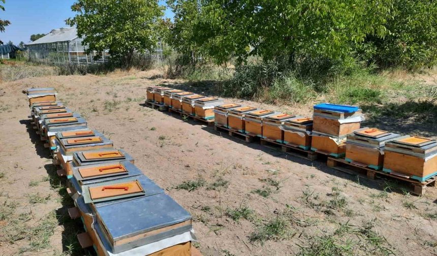 'Süper gıda' arı sütü Malatya'da mercek atında