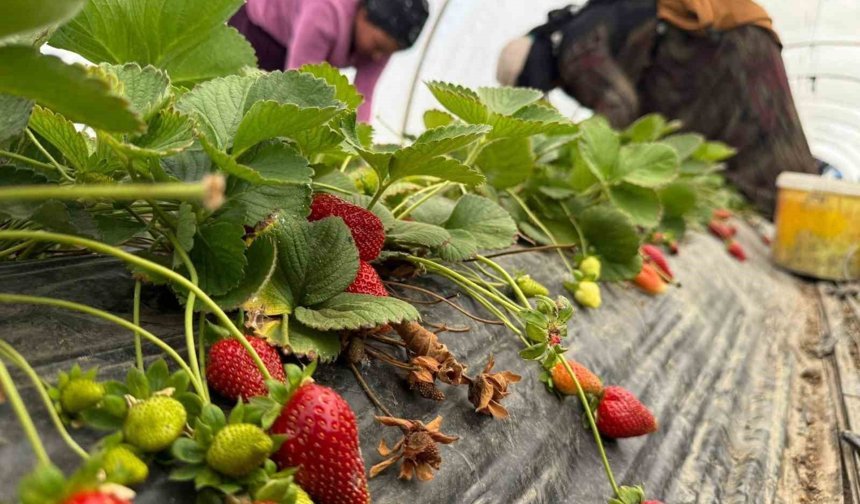 Tarla ile market rafları arasındaki farka üretici bile inanamıyor