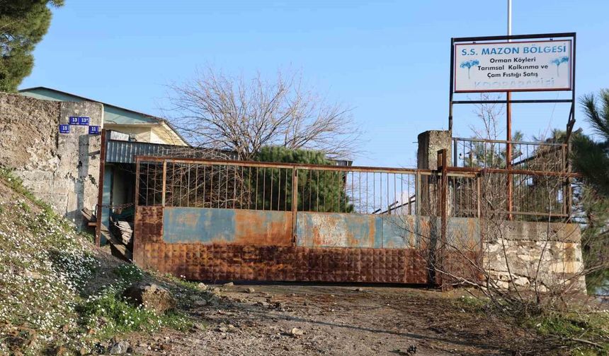 Üreticilere umut olacaktı, şimdi çürümeye terk edildi
