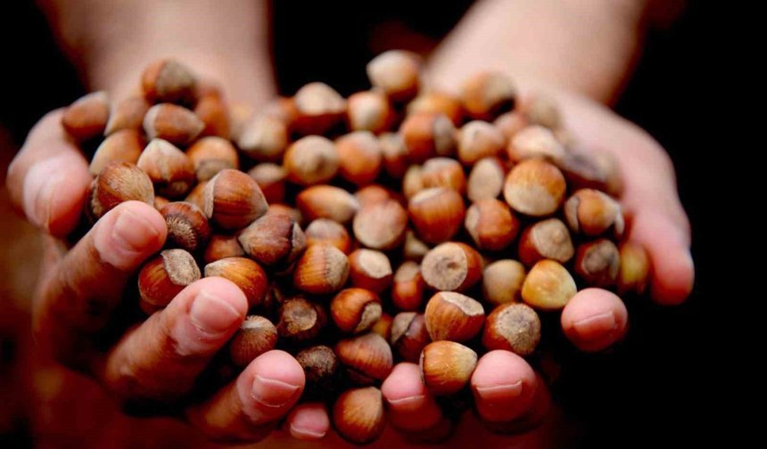 Yılın ilk çeyreğinde 2 bin 784 ton fındık ihraç edildi