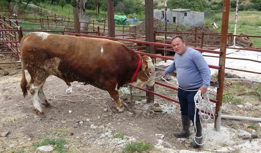 1 tonluk 'Paşaköy Efesi' 420 bin TL'den alıcısını bekliyor