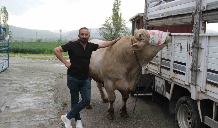 1,2 tonluk kurbanlık 650 bin liraya alıcısını bekliyor