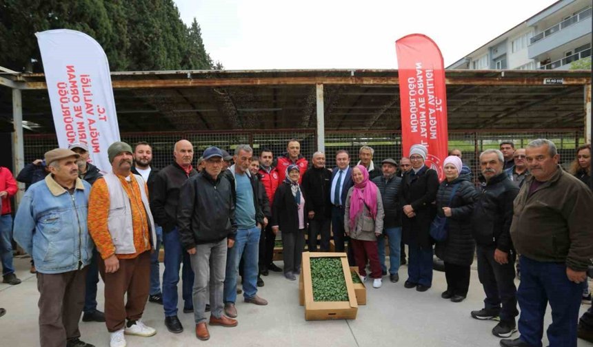 500 bin ata tohumundan üretilen fideler toprakla buluşuyor