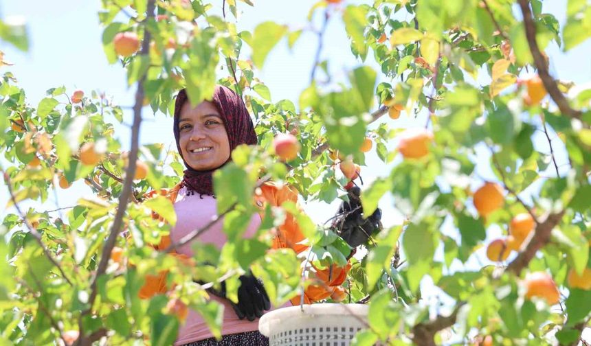 Adana'da erkenci kayısı hasadı başladı: Bahçede kilogramı 60-80 TL
