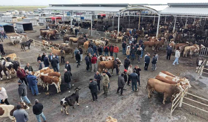 Aksaray'da hayvan pazarında kurban hareketliliği yaşanıyor
