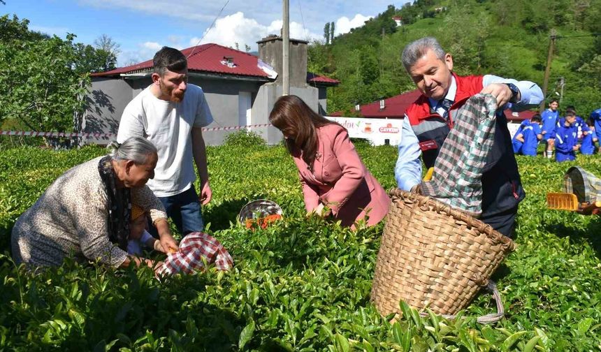Artvin'de çay sezonu açıldı