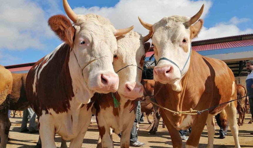 Bayburt'ta kurbanlık satışları bugün başladı