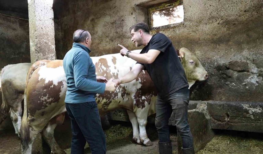 Bir ton 250 kilogramlık dev tosun 550 bin TL'ye satıldı