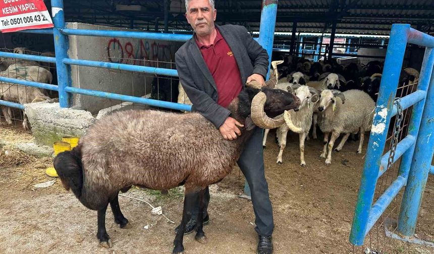 Bursa'daki kurbanlık pazarında hareketlilik