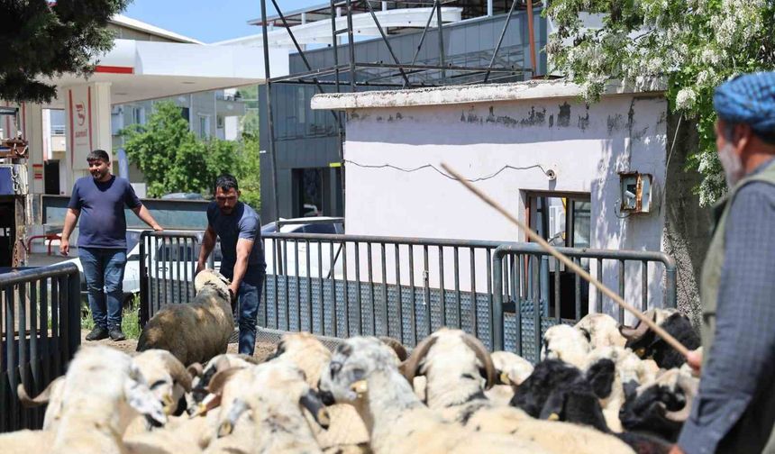 Diyarbakır'dan şehir dışına kurbanlık sevki devam ediyor