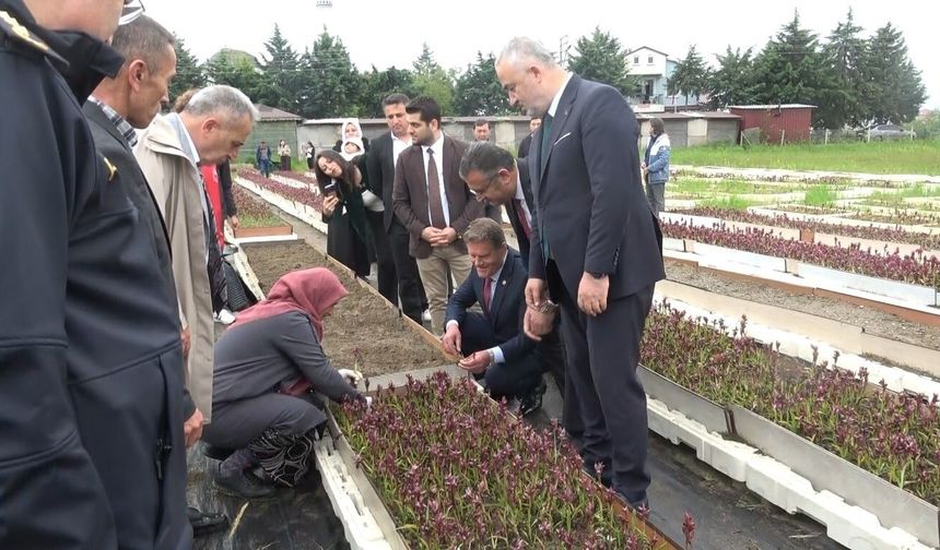 Doğadan tarlaya salep yolculuğu Samsun'da büyüyor