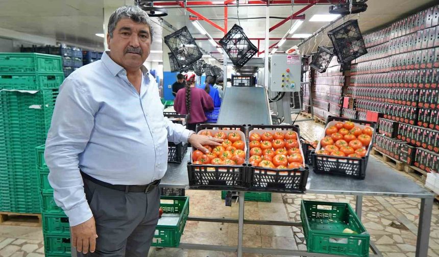 Domateste üretim planlaması fiyat dengesinin anahtarı