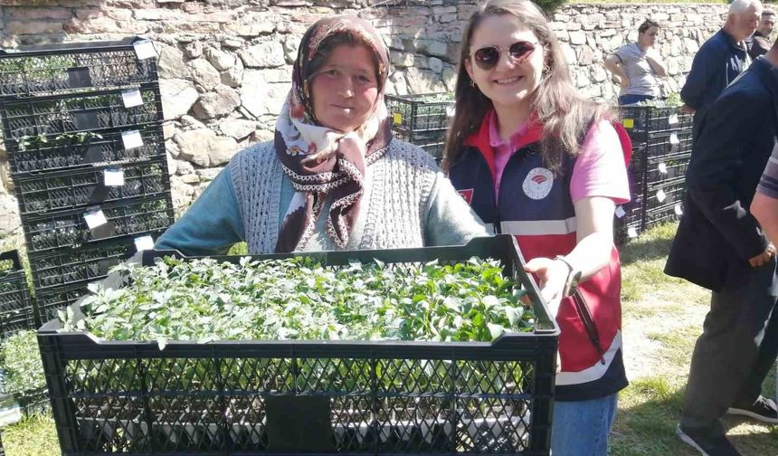 Hanönü'de çiftçilere 30 bin fide dağıtıldı