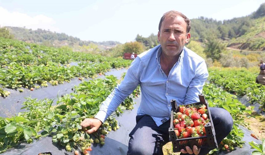 Hatay'da çilek hasadı başladı