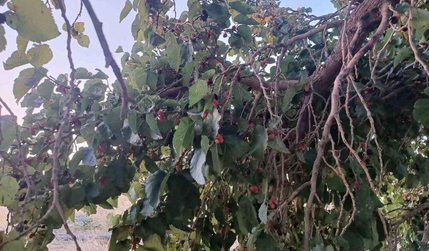 Hizan'ın dut yetiştiriciliği raporu açıklandı: Potansiyel büyük, teknik bilgi düşük