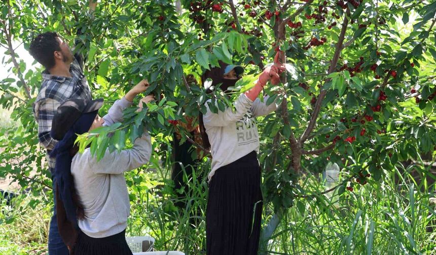 İspanyol kirazı Adana'dan Avrupa'ya ihraç ediliyor
