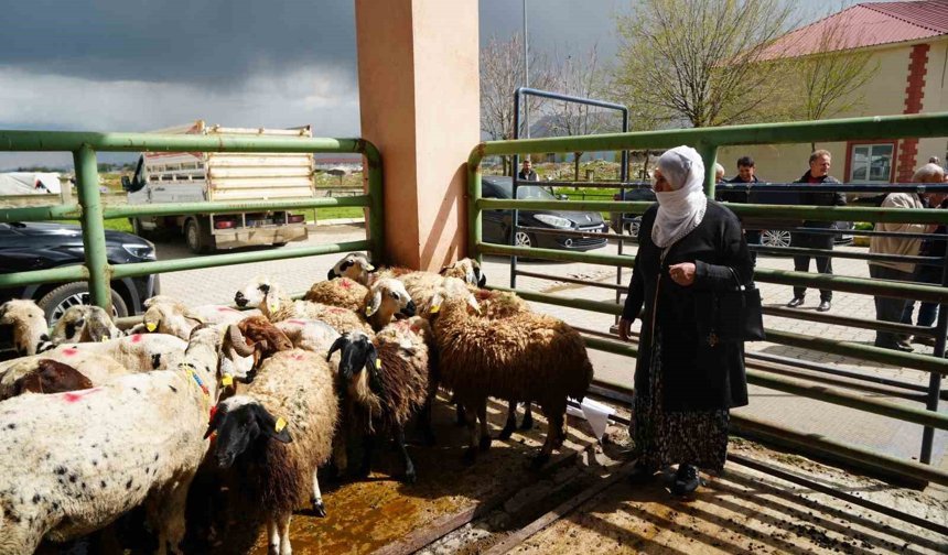 Kadın üreticilere 3 bin küçükbaş hayvan desteği