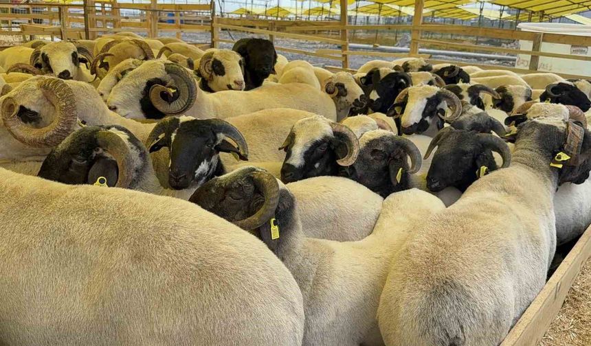 Kurban Bayramı'na sayılı günler kala hayvan pazarları kurulmaya başladı