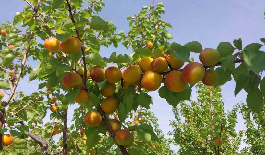 Mersin'de kayısı hasadı başladı, üretici verimden memnun