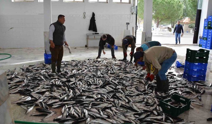 Muğla ihracatta Ege Bölgesi'nde 4'üncü il
