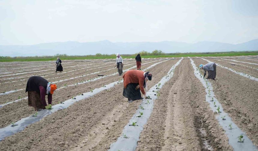 Muş'ta aromasıyla öne çıkan karpuzun ekimine başlandı